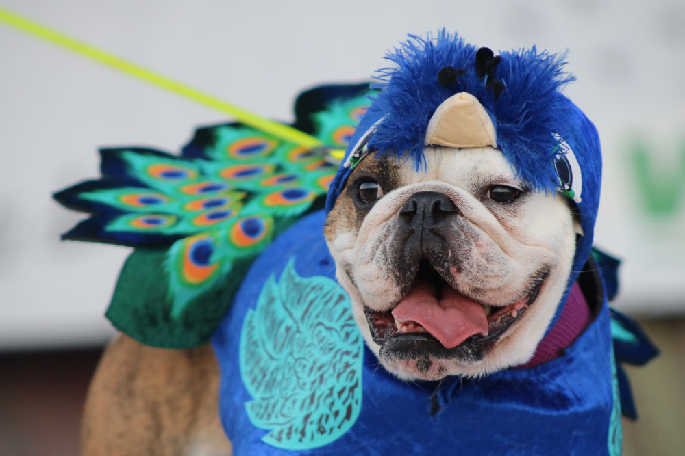 Pet Masquerade 2018 photo - Duval Street, Key West